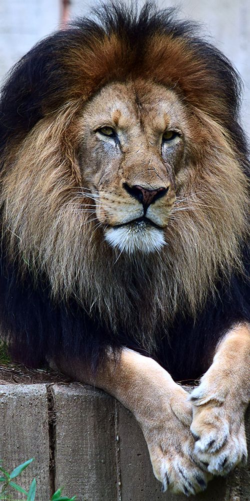 Strength And Dedication art print by Pat DeLuca for $57.95 CAD