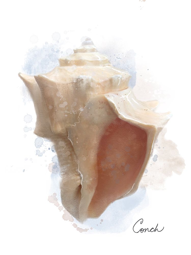 Honeybloom Coastal Shell Conch art print by Matthew Piotrowicz for $57.95 CAD
