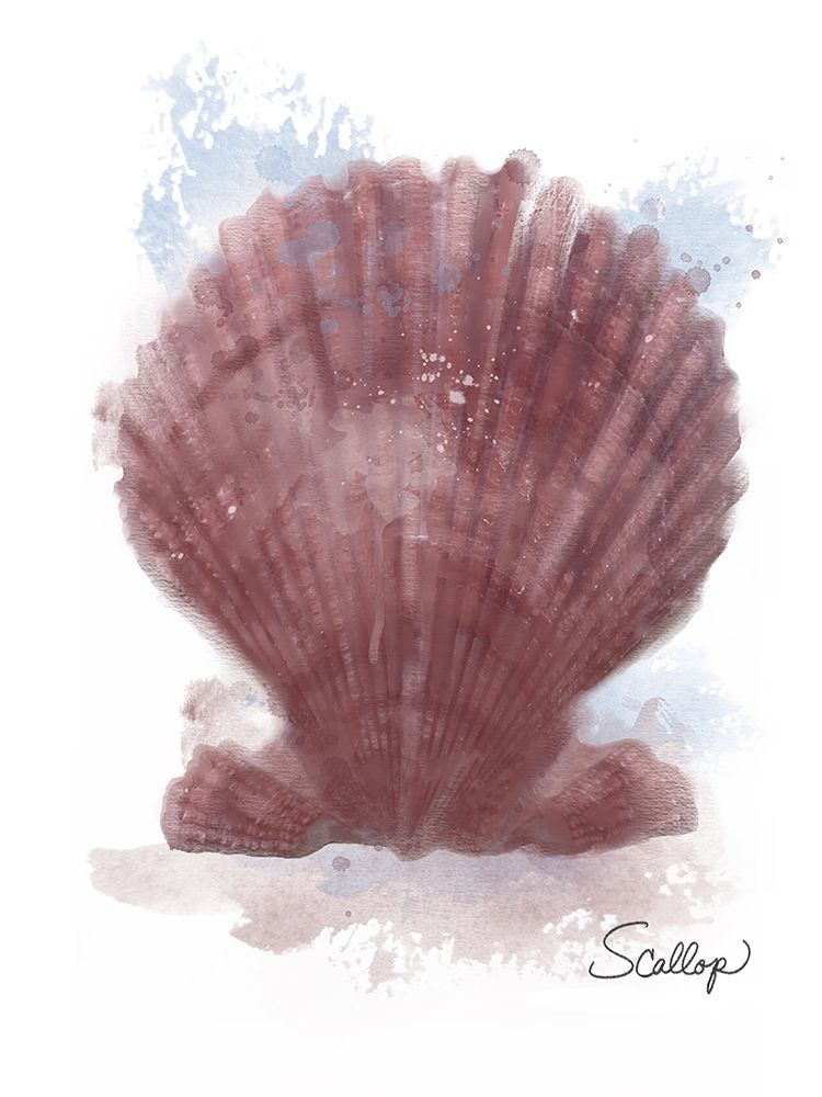 Honeybloom Coastal Shell Scallop art print by Matthew Piotrowicz for $57.95 CAD