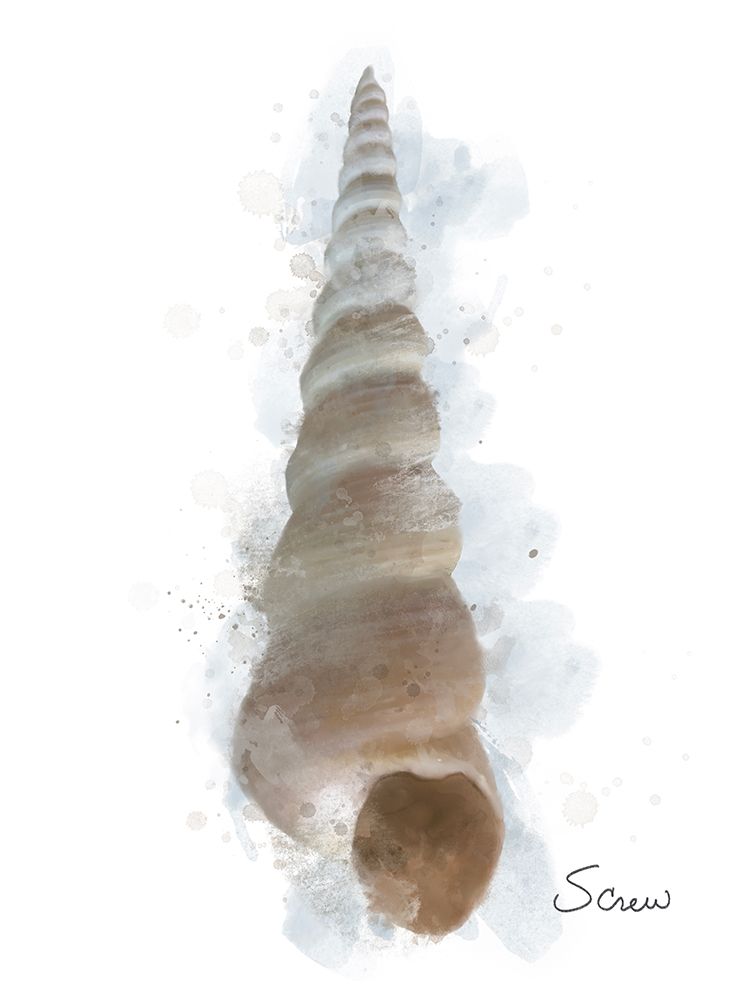 Honeybloom Coastal Shell Screw art print by Matthew Piotrowicz for $57.95 CAD