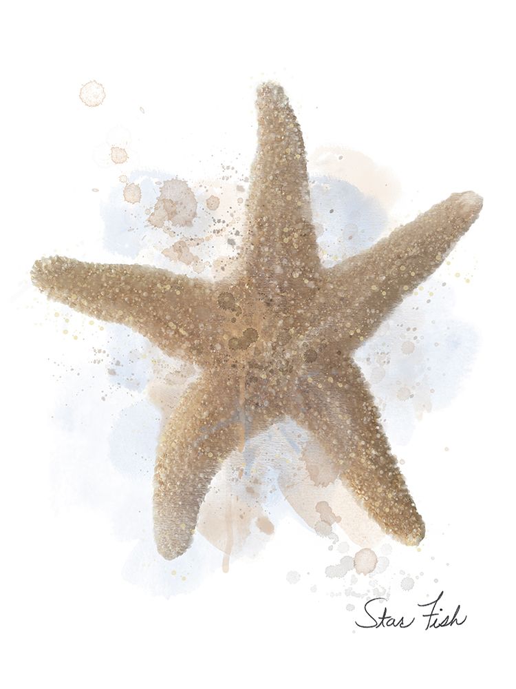 Honeybloom Coastal Shell Starfish art print by Matthew Piotrowicz for $57.95 CAD