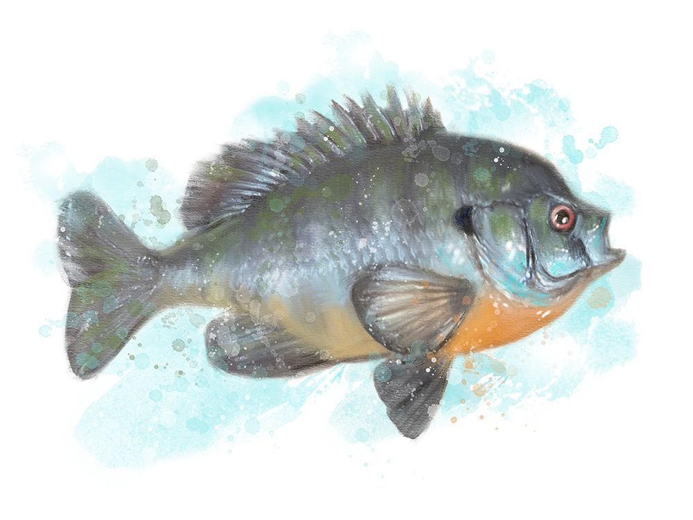 Fishing Bluegill art print by Matthew Piotrowicz for $57.95 CAD