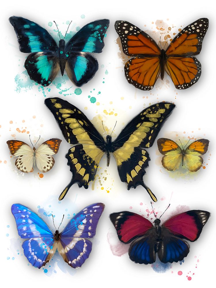 Butterflies On White art print by Matthew Piotrowicz for $57.95 CAD
