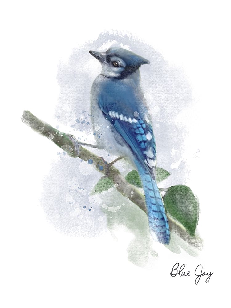Blue Jay art print by Matthew Piotrowicz for $57.95 CAD