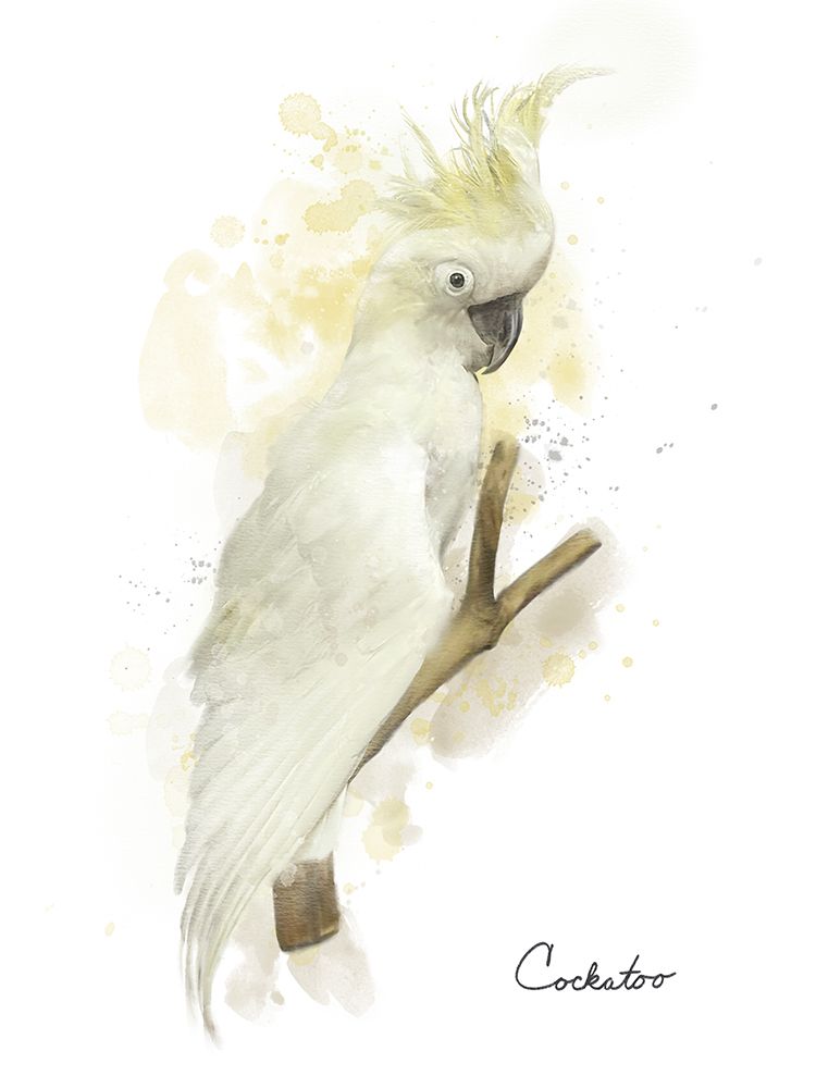 Cockatoo art print by Matthew Piotrowicz for $57.95 CAD