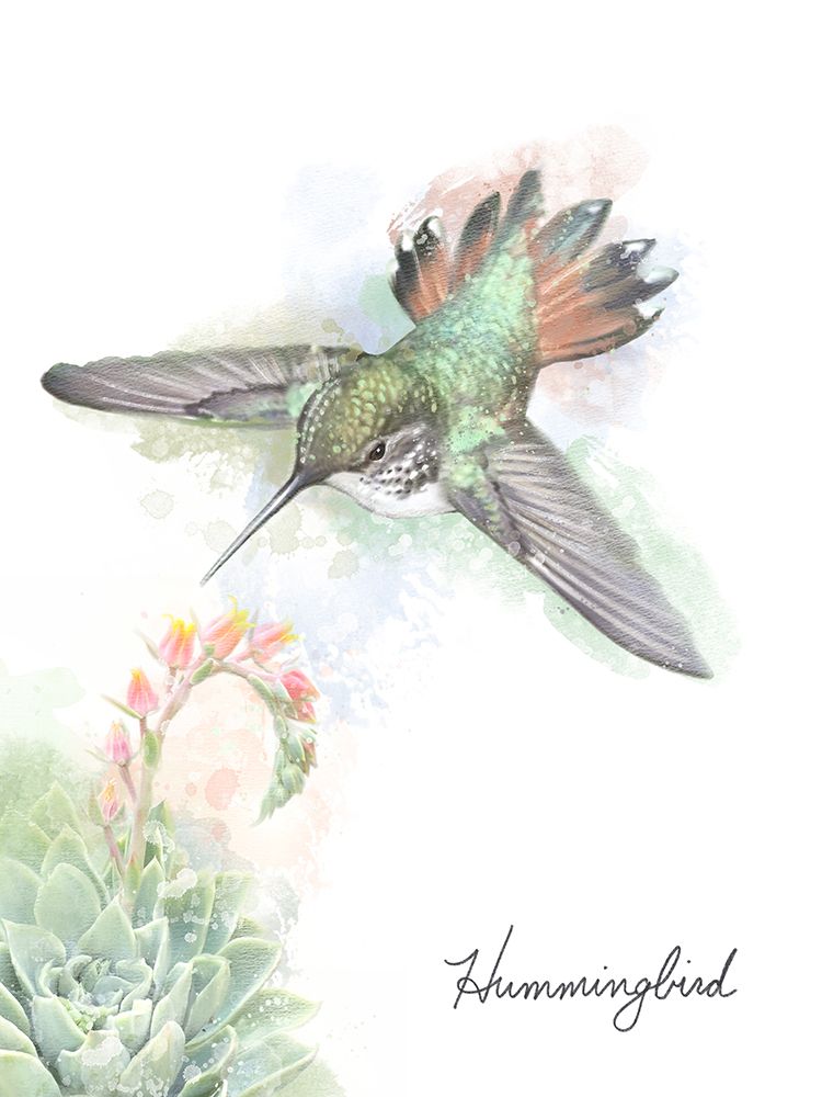 Hummingbird With Succulent art print by Matthew Piotrowicz for $57.95 CAD
