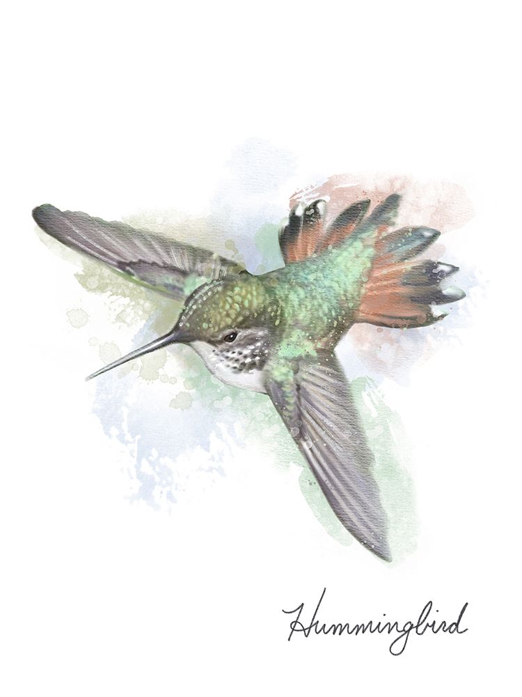 Hummingbird art print by Matthew Piotrowicz for $57.95 CAD