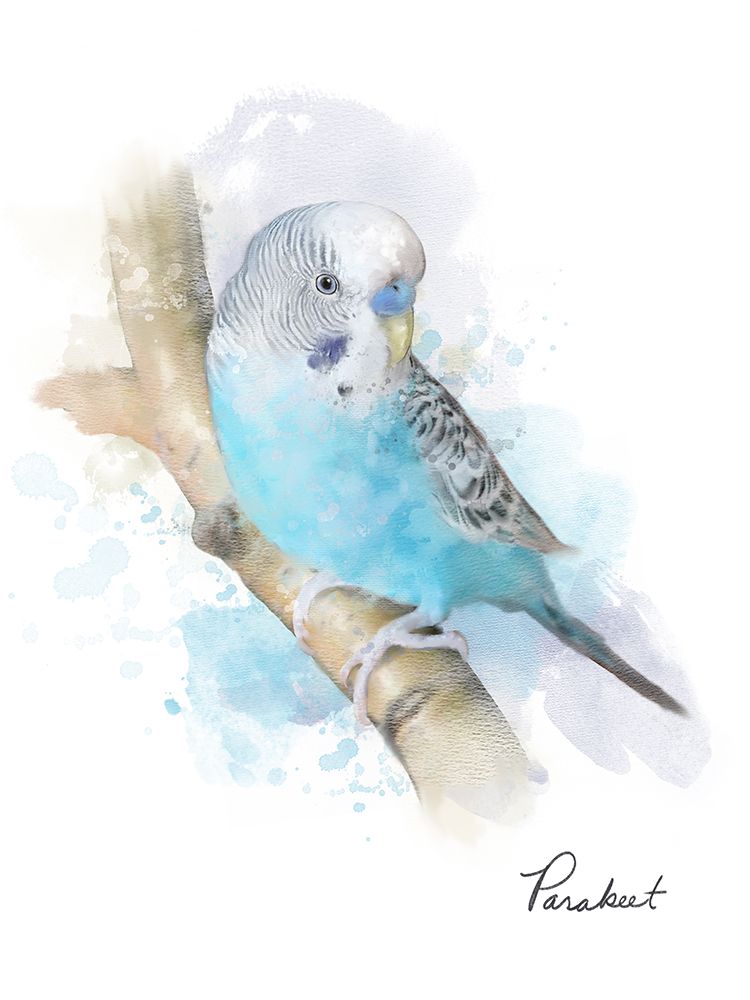 Parakeet art print by Matthew Piotrowicz for $57.95 CAD