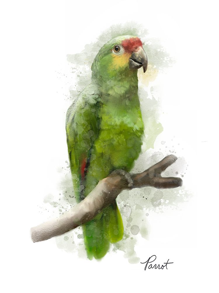 Parrot art print by Matthew Piotrowicz for $57.95 CAD