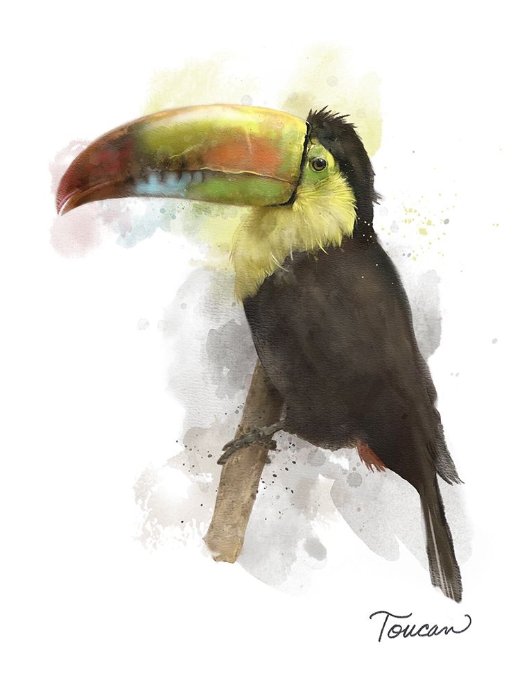 Toucan art print by Matthew Piotrowicz for $57.95 CAD