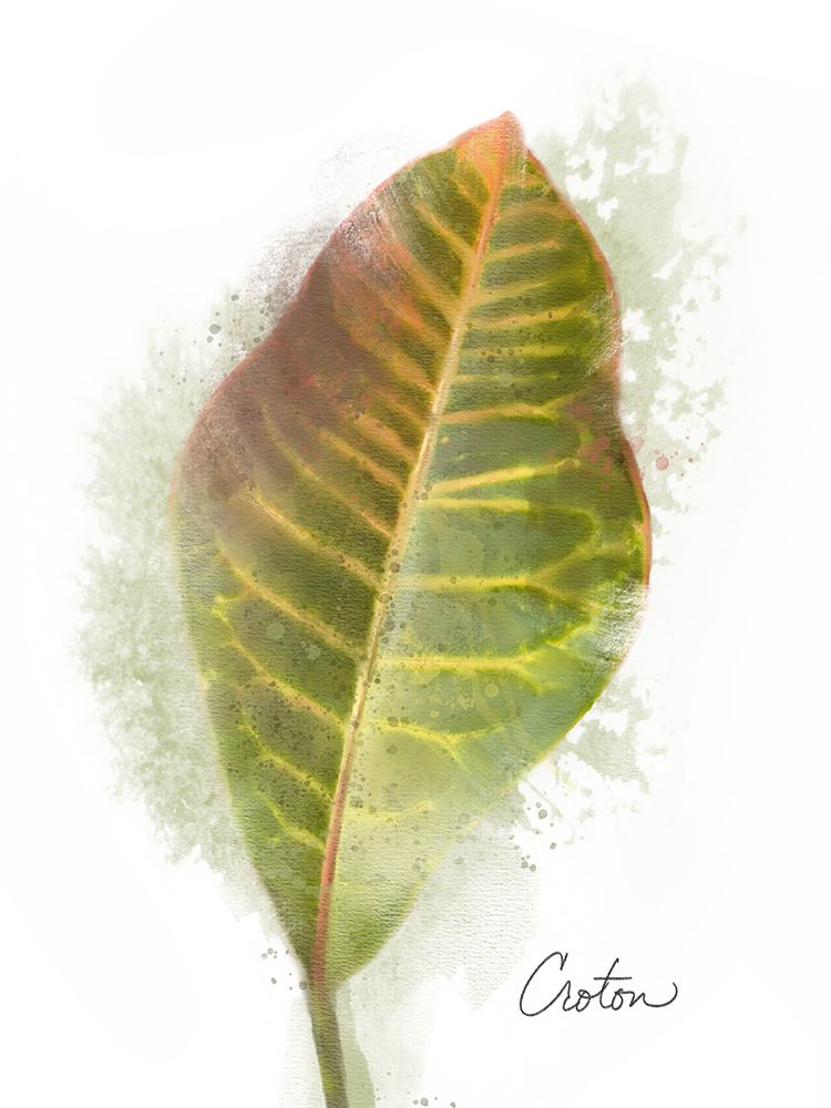 Croton Plant art print by Matthew Piotrowicz for $57.95 CAD