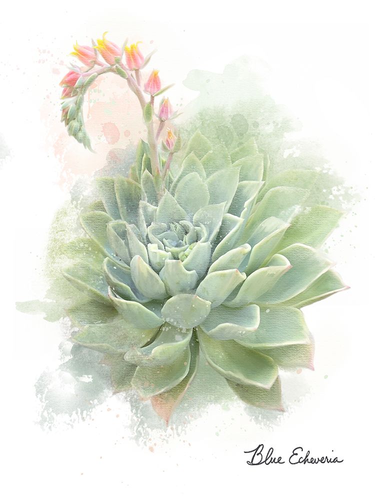 Succulent Blue Echeveria art print by Matthew Piotrowicz for $57.95 CAD