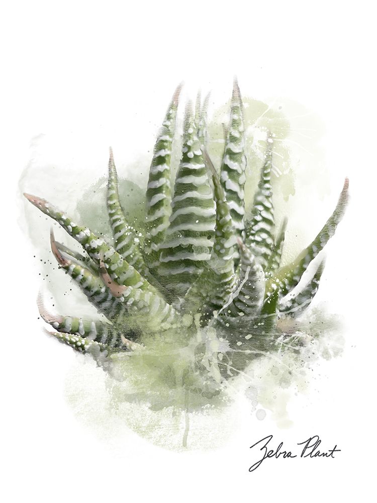 Succulent Zebra art print by Matthew Piotrowicz for $57.95 CAD