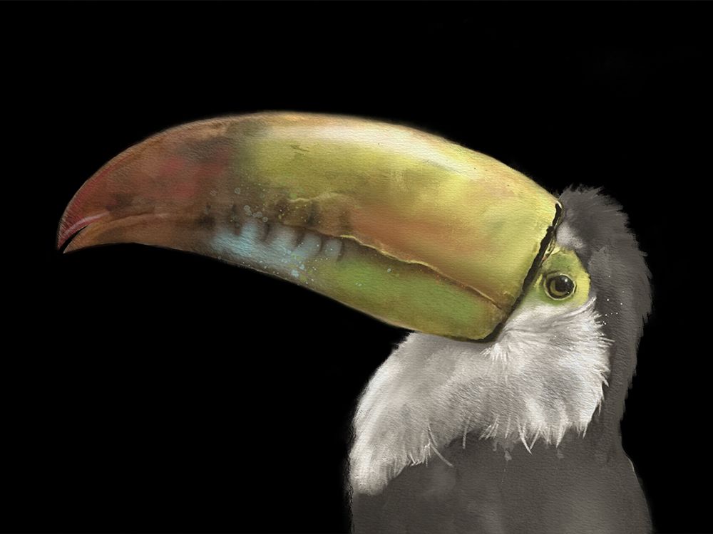 Toucan Black art print by Matthew Piotrowicz for $57.95 CAD