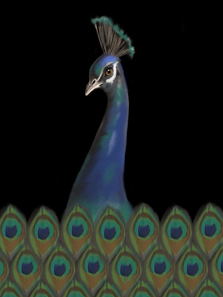 Peacock Black art print by Matthew Piotrowicz for $57.95 CAD