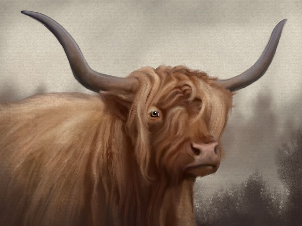Highland Cow Light Grey art print by Matthew Piotrowicz for $57.95 CAD