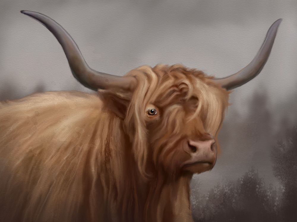 Highland Cow Deep Grey art print by Matthew Piotrowicz for $57.95 CAD