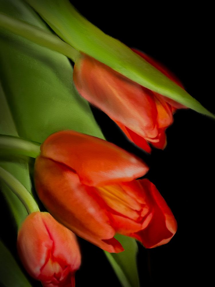 Floral Moody Tulips 3 art print by Matthew Piotrowicz for $57.95 CAD