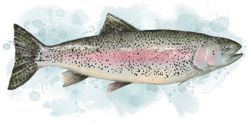 Fish Trout art print by Matthew Piotrowicz for $57.95 CAD