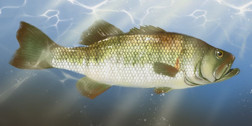 Lodge Fishing Bass art print by Matthew Piotrowicz for $57.95 CAD