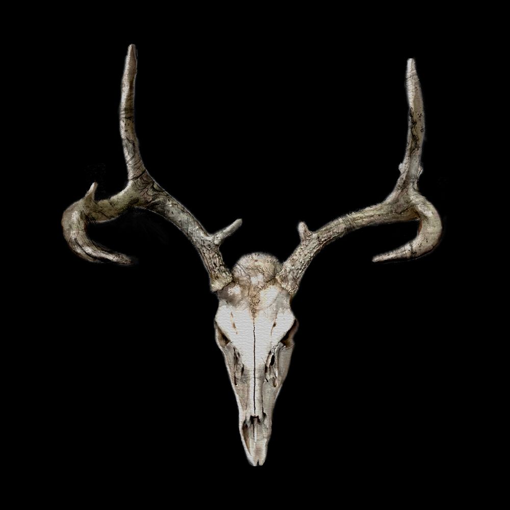 Deer Skull Black art print by Matthew Piotrowicz for $57.95 CAD