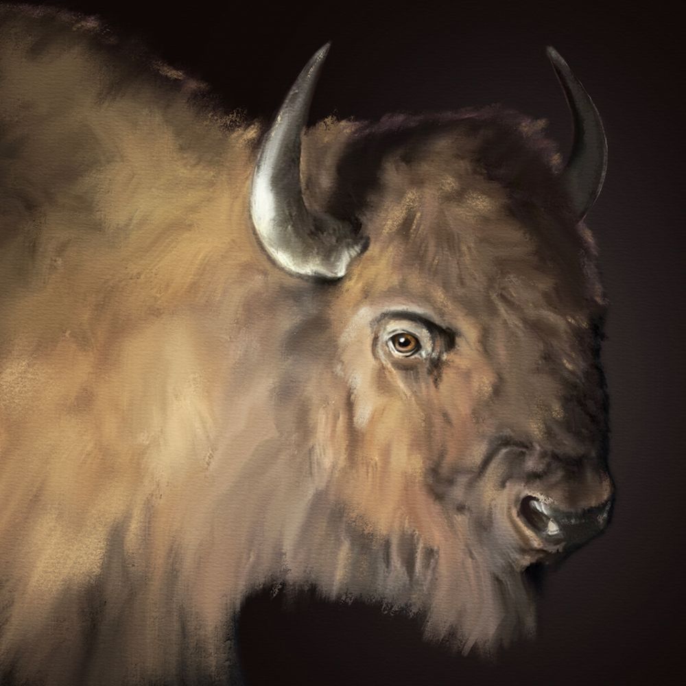 Western Buffalo Black art print by Matthew Piotrowicz for $57.95 CAD