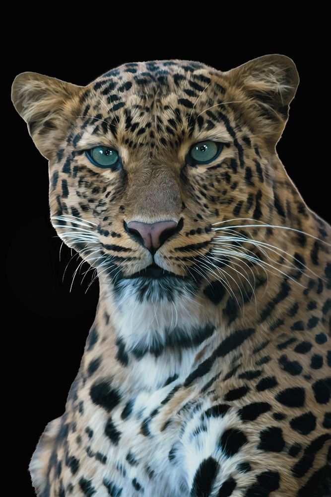 Out In The Wild 8 art print by Renel Peters for $57.95 CAD