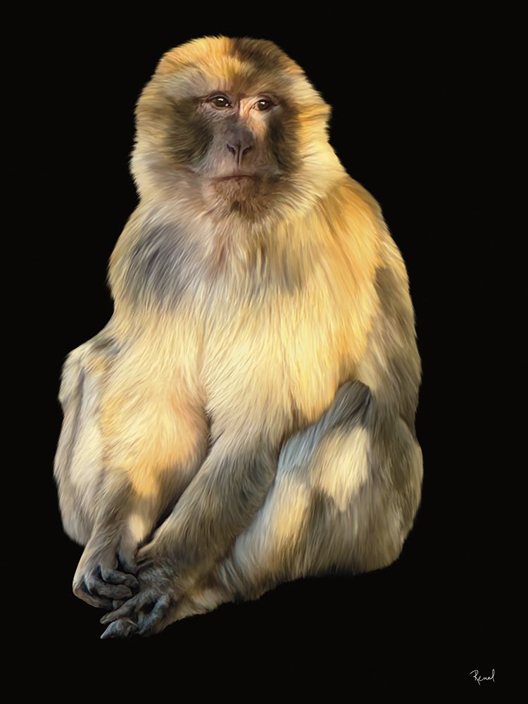 Barbary Macaque art print by Renel Peters for $57.95 CAD