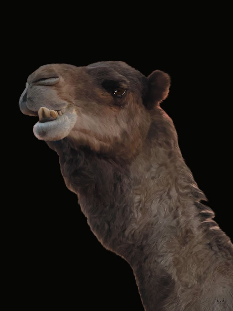 Moroccan Camel art print by Renel Peters for $57.95 CAD