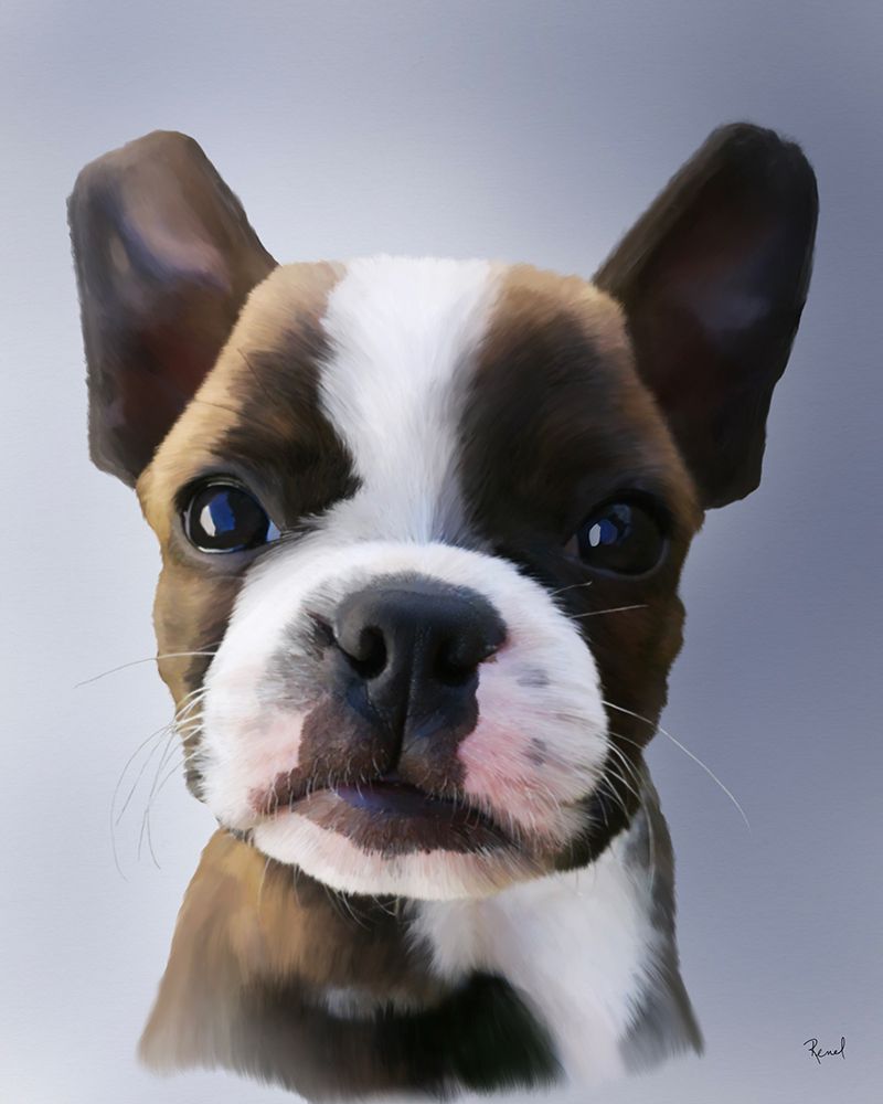 Boston Terrier Nala art print by Renel Peters for $57.95 CAD