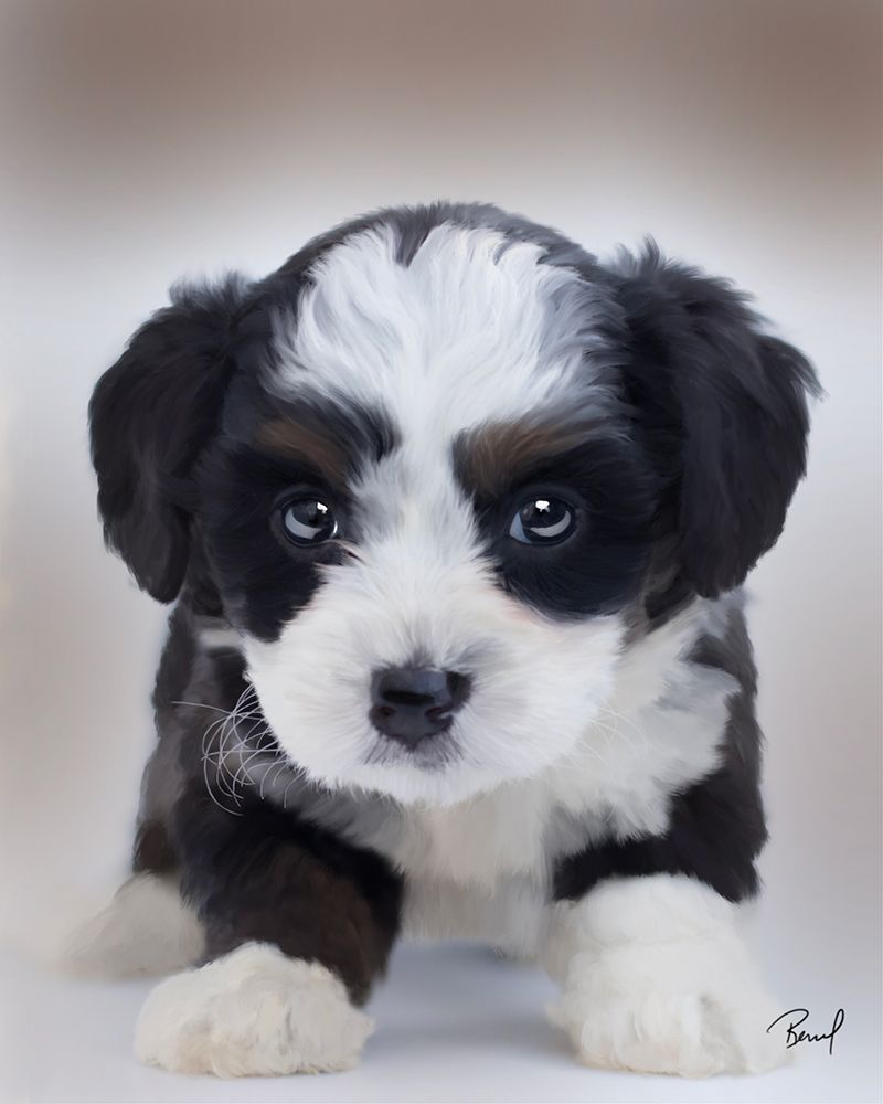 Bernedoodle Scruffy art print by Renel Peters for $57.95 CAD
