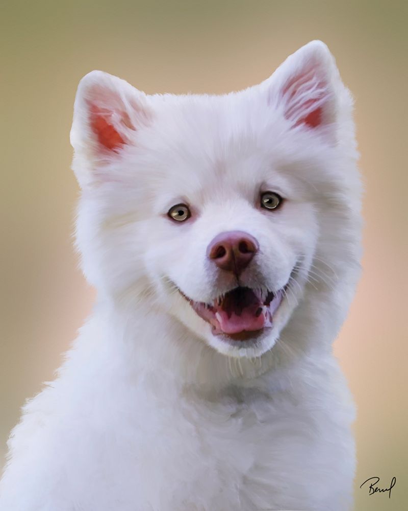 Samoyed Loki art print by Renel Peters for $57.95 CAD