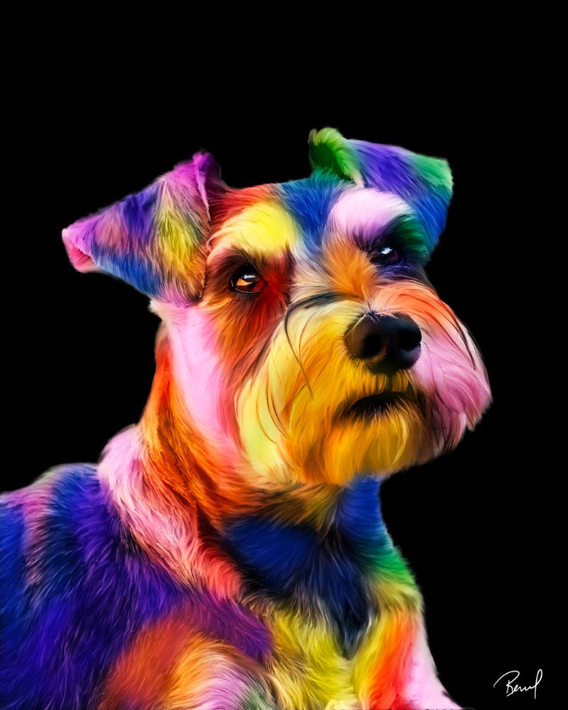 Schnauzer-Shelby art print by Renel Peters for $57.95 CAD