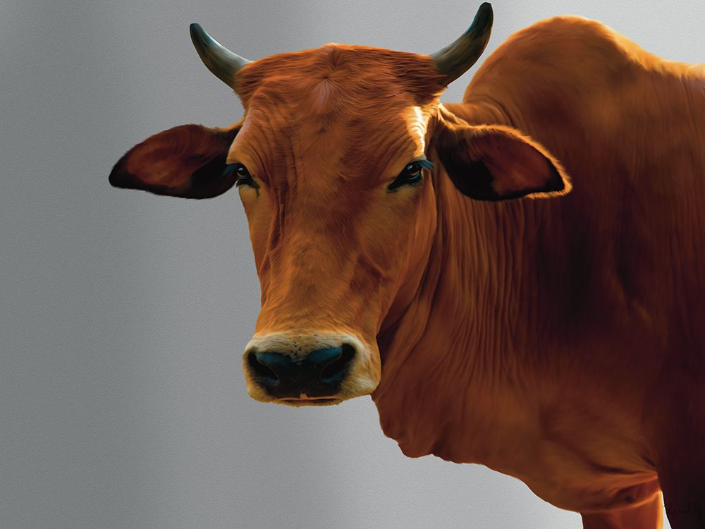 Ive Got My Eye On You Cow art print by Renel Peters for $57.95 CAD