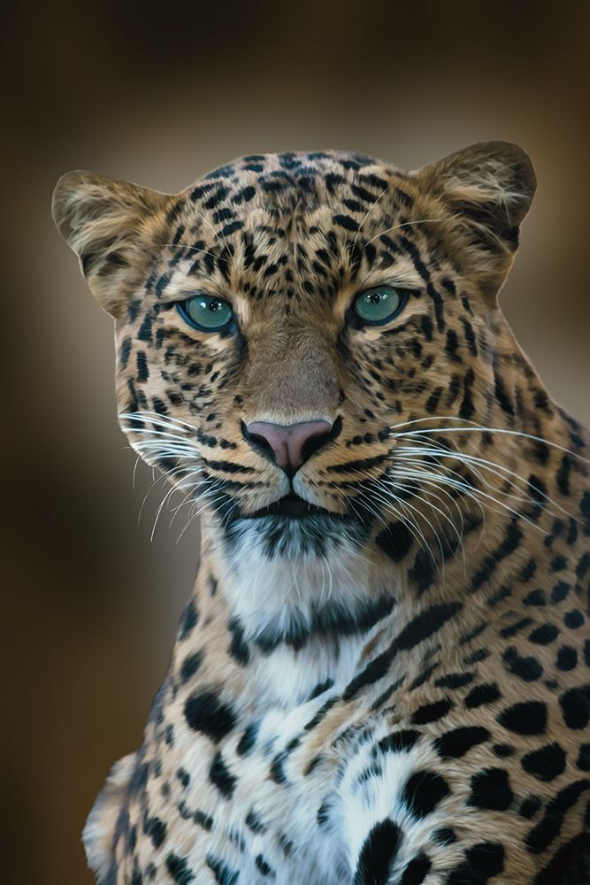 Out In The Wild art print by Renel Peters for $57.95 CAD