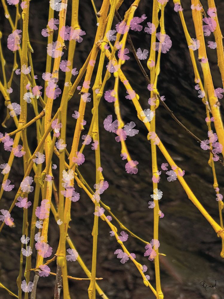 Spring Blossoms 2 art print by Renel Peters for $57.95 CAD