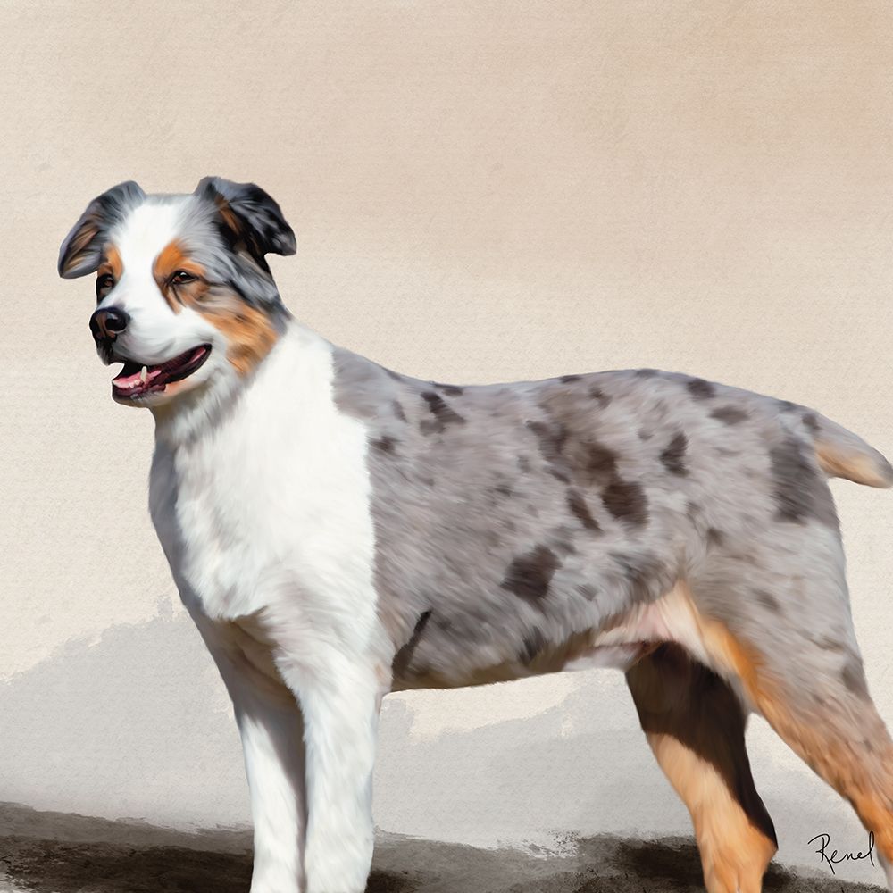 Australian Shepherd art print by Renel Peters for $57.95 CAD