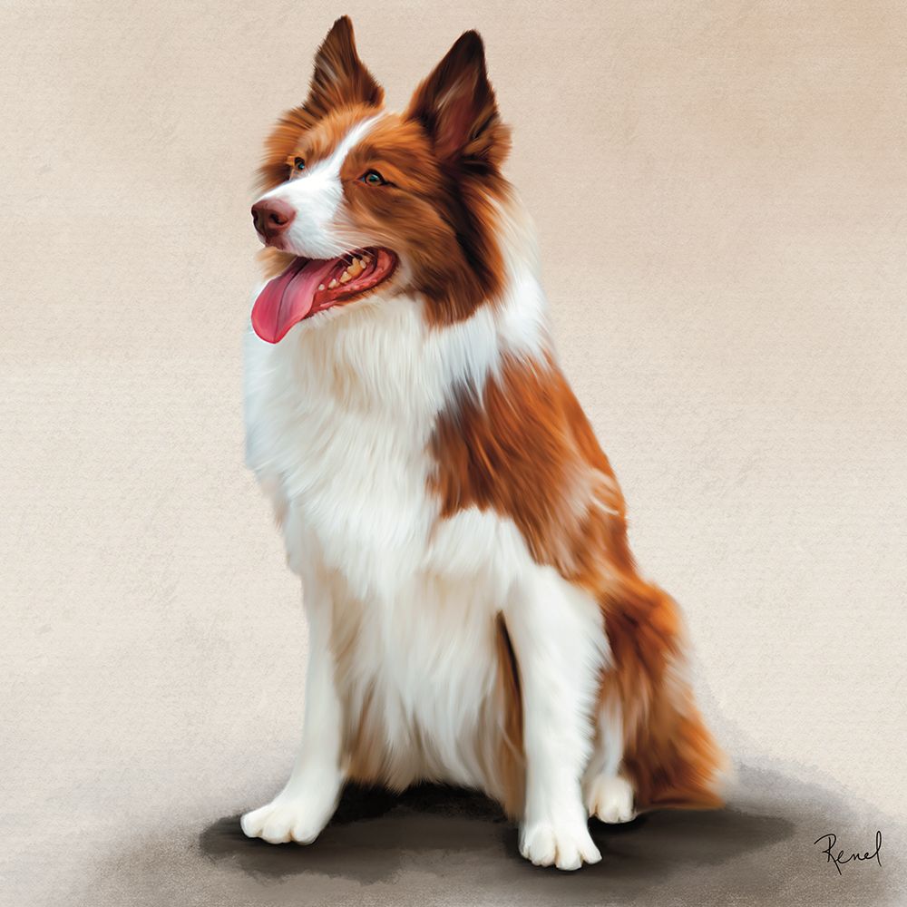 Collie art print by Renel Peters for $57.95 CAD