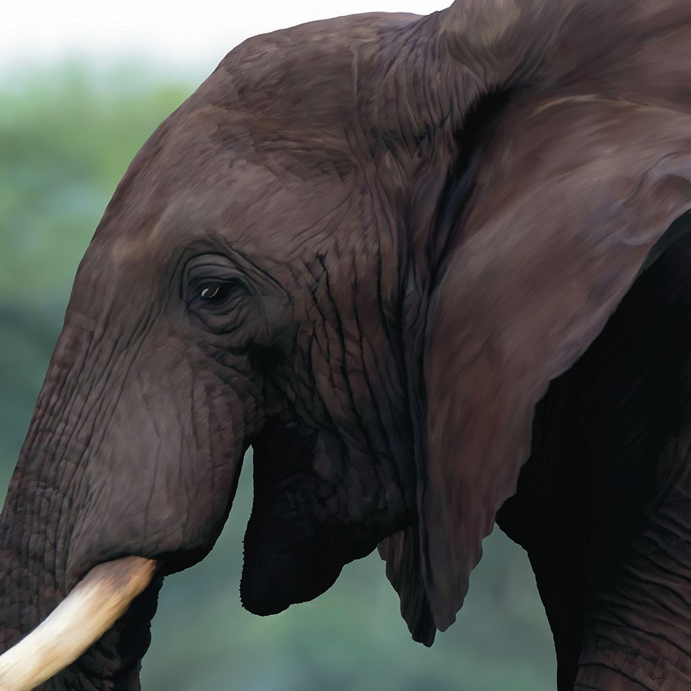 Elephant Side View art print by Renel Peters for $57.95 CAD