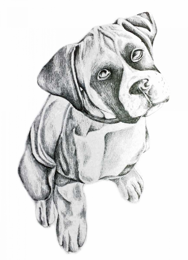 Boxerinpencil art print by Pam Varacek for $57.95 CAD