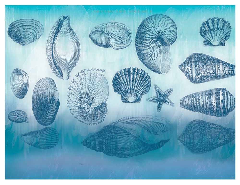 Watercolor Coast Shells art print by Candace Allen for $57.95 CAD