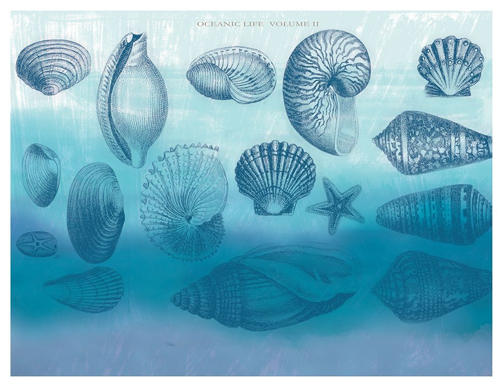 Watercolor Coast Shells 2 art print by Candace Allen for $57.95 CAD