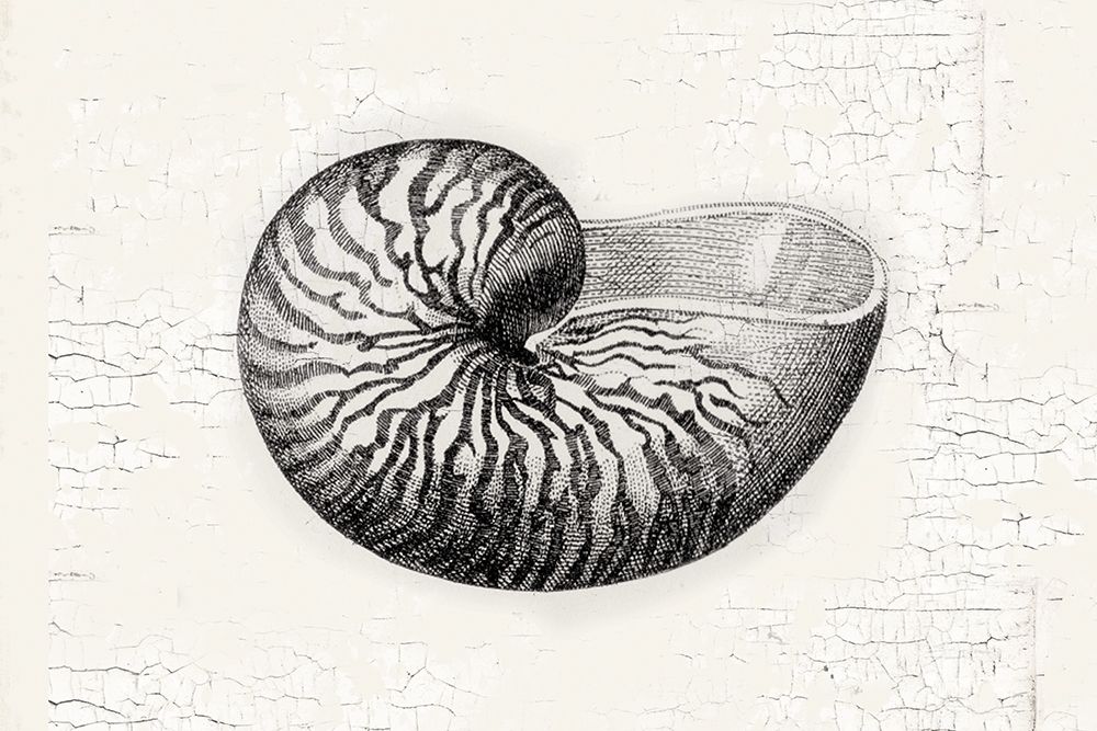 Shell art print by Lula Bijoux and Company for $57.95 CAD