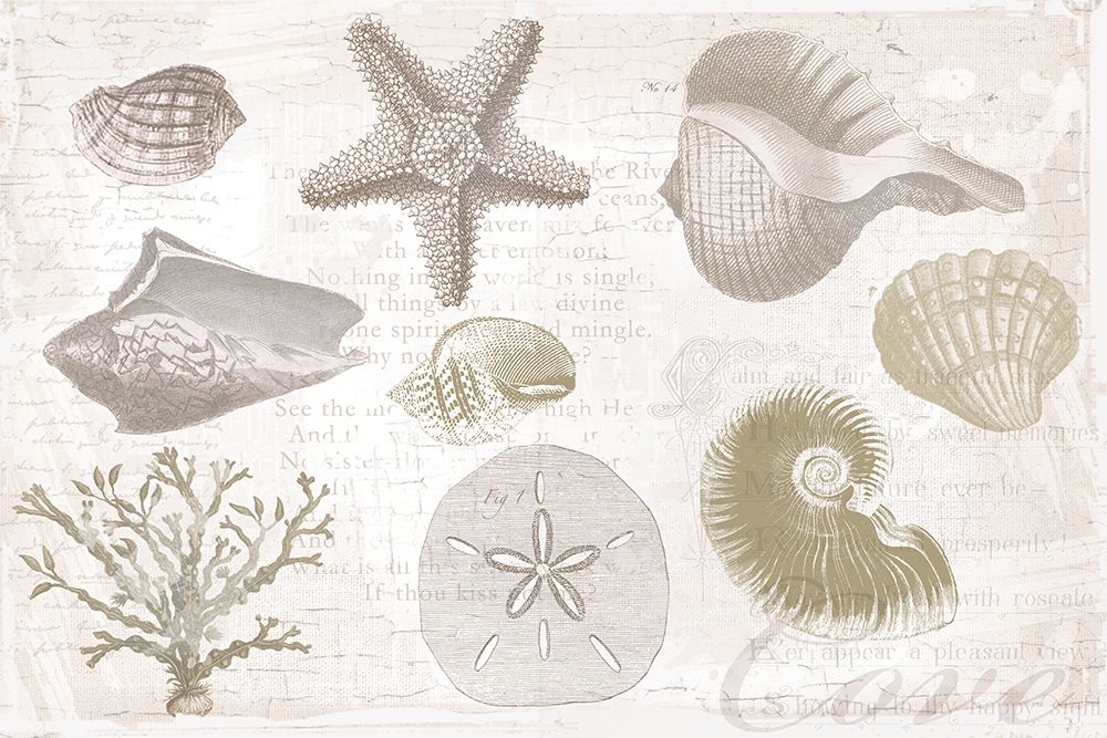 Soft Shell Collage art print by Lula Bijoux and Company for $57.95 CAD