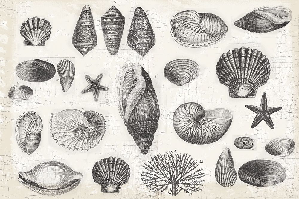 Shell Collage art print by Lula Bijoux and Company for $57.95 CAD