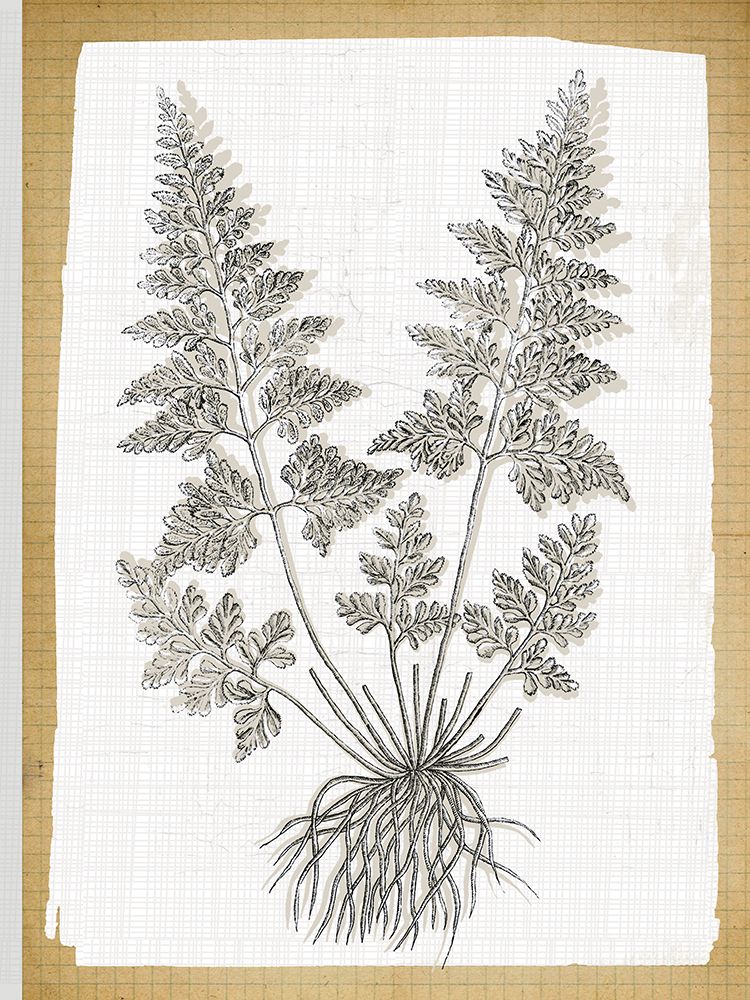 Farmhouse Ferns 1 art print by Lula Bijoux and Company for $57.95 CAD