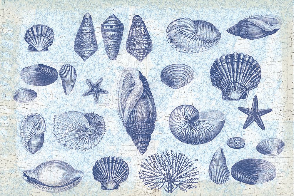 Casual Coastal Shells art print by Lula Bijoux and Company for $57.95 CAD