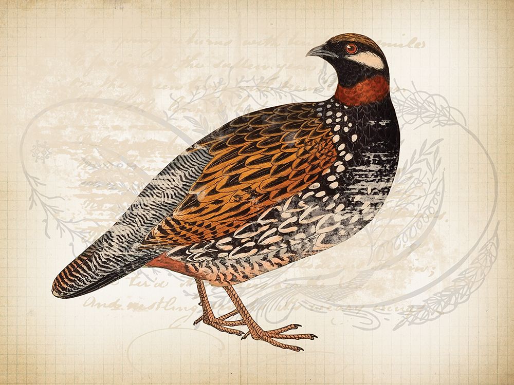 Pheasant Birds 1 art print by Lula Bijoux and Company for $57.95 CAD