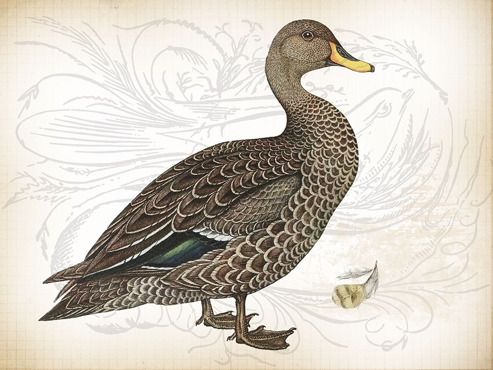 Pheasant Birds 3 art print by Lula Bijoux and Company for $57.95 CAD