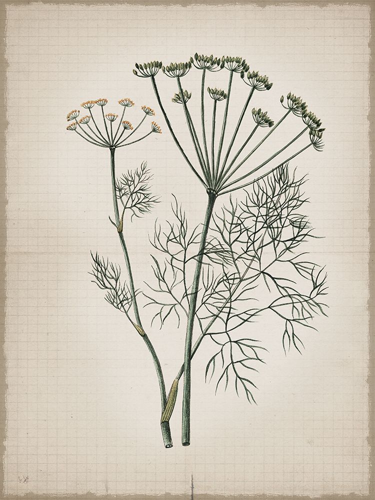 Fennel Herb art print by Lula Bijoux And Company for $57.95 CAD